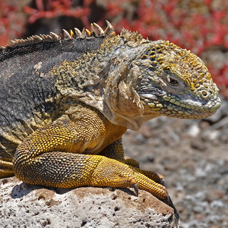 Galapagos - North Seymour - Land iguana